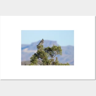 Wild Birds, Phainopepla, Wildlife Photography Posters and Art